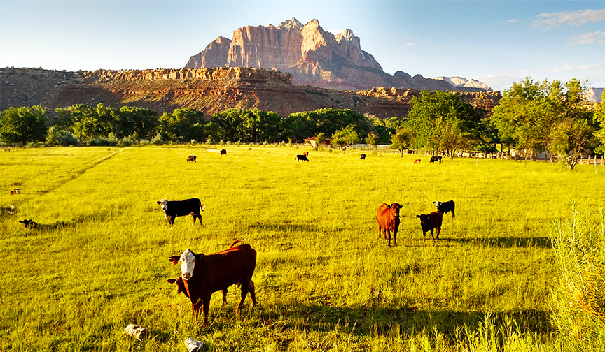 A herd of cattle graze in Utah